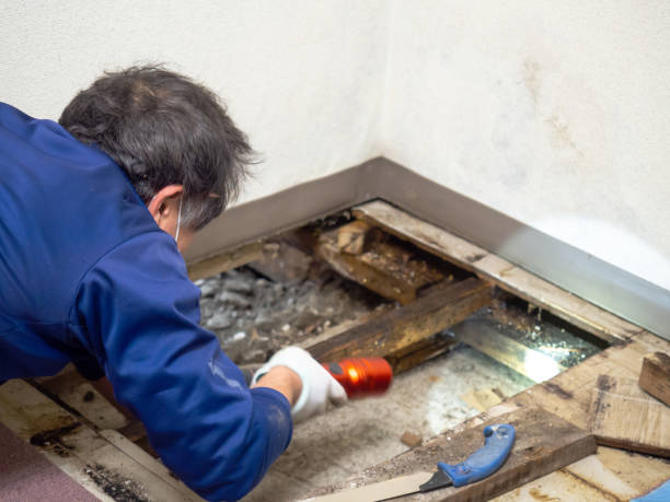 Best Best Mold Removal Companies  in Ballville, OH