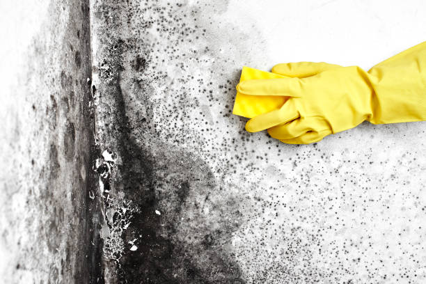Best Same-Day Mold Removal  in Ballville, OH