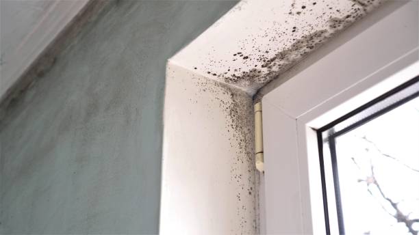 Trusted Ballville, OH Mold Removal Experts