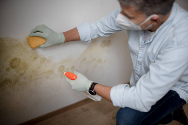 Best Toxic Mold Removal  in Ballville, OH
