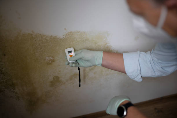 Best Affordable Mold Removal  in Ballville, OH