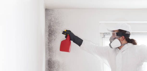 Best Mold Removal and Inspection  in Ballville, OH
