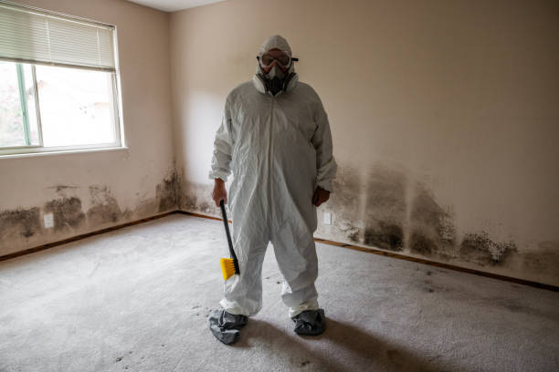 Best Toxic Mold Removal  in Ballville, OH