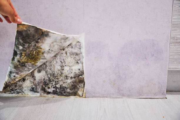 Best Emergency Mold Removal  in Ballville, OH